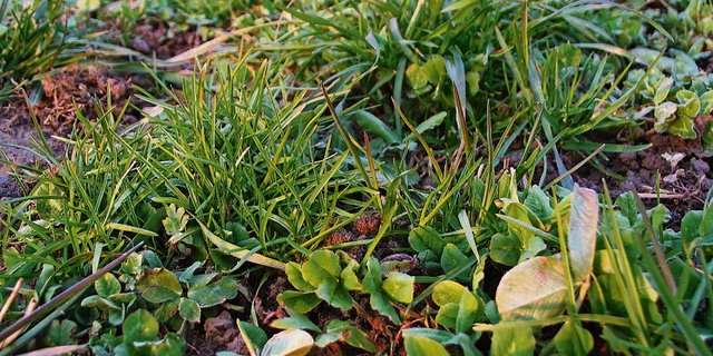 Ist die Grasnarbe verfilzt oder mit Lücken behaftet, so ist eine Über-, oder Neuansaat zu empfehlen. (Bild: BauZ)