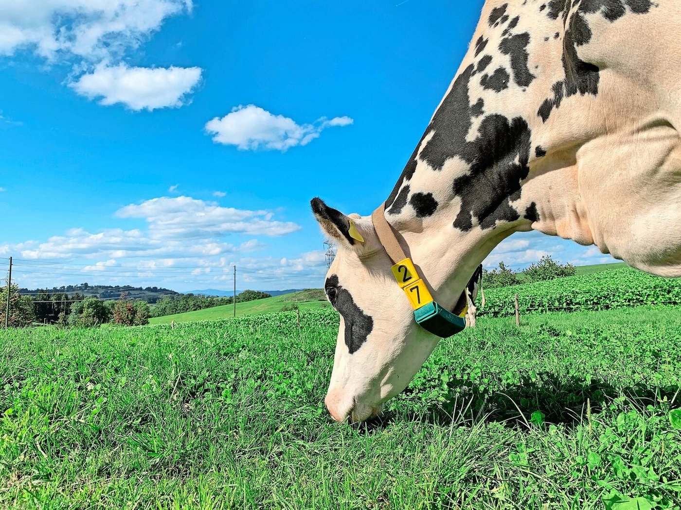 Gesündere Tiere und gesündere Böden: Das bringe der Einsatz von Pflanzenkohle in der Landwirtschaft, sagen Produzenten. Von positiven Erfahrungen berichten auch Praktiker.   