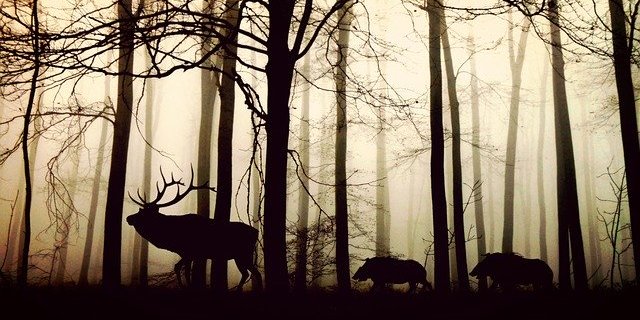 Die Zunahme von Wild schade dem Schutzwald, wie die Stiftung Bergwaldprojekt schreibt. (Symbolbild Pixabay)