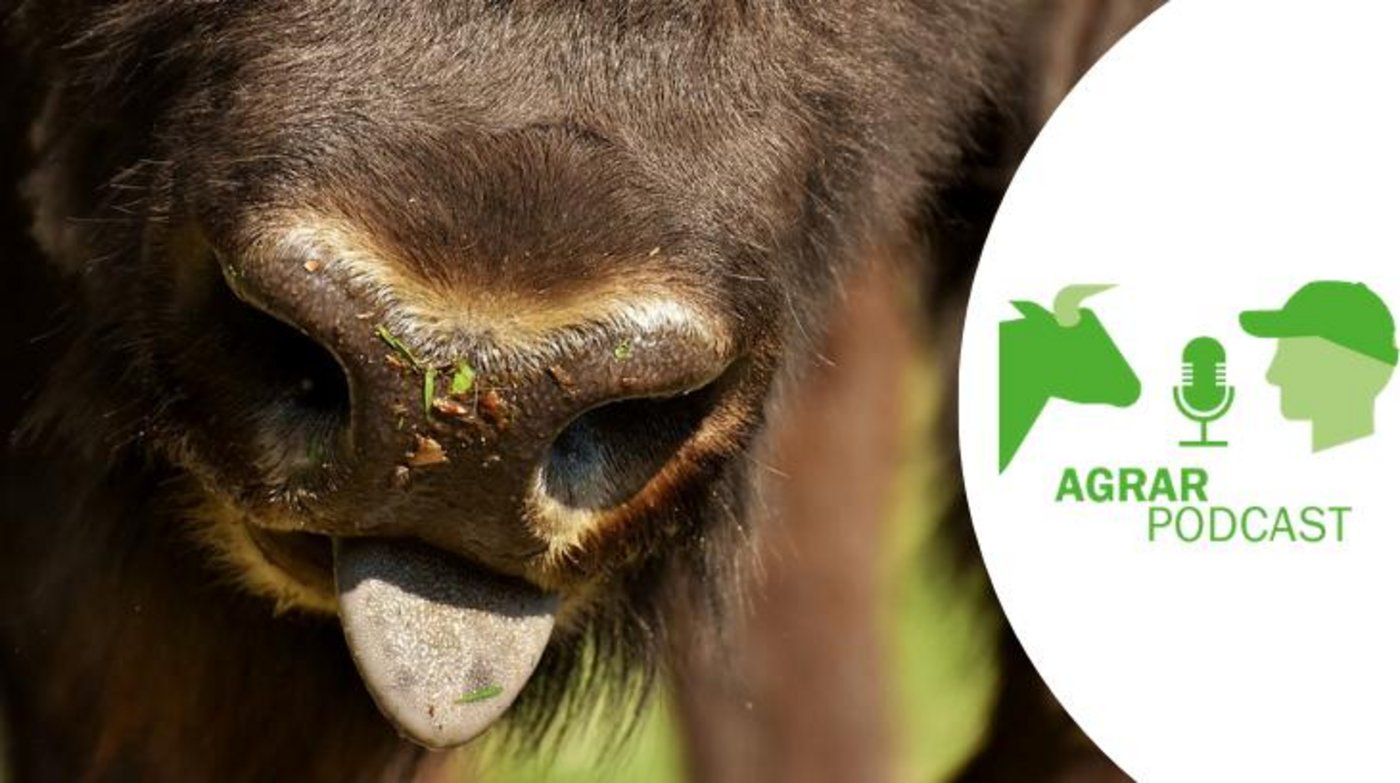 Die vierte Episode widmet sich unter anderem der Bison-Haltung im Aaretal (Bild: Pixabay/BauZ).