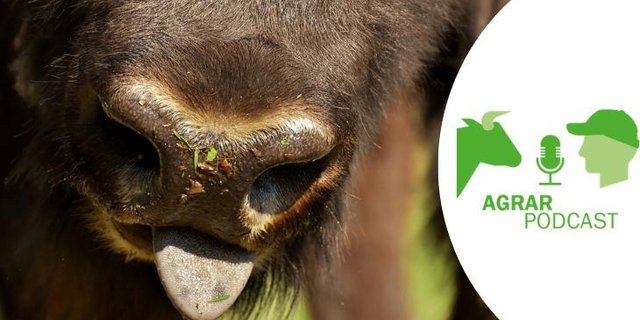 Die vierte Episode widmet sich unter anderem der Bison-Haltung im Aaretal (Bild: Pixabay/BauZ).