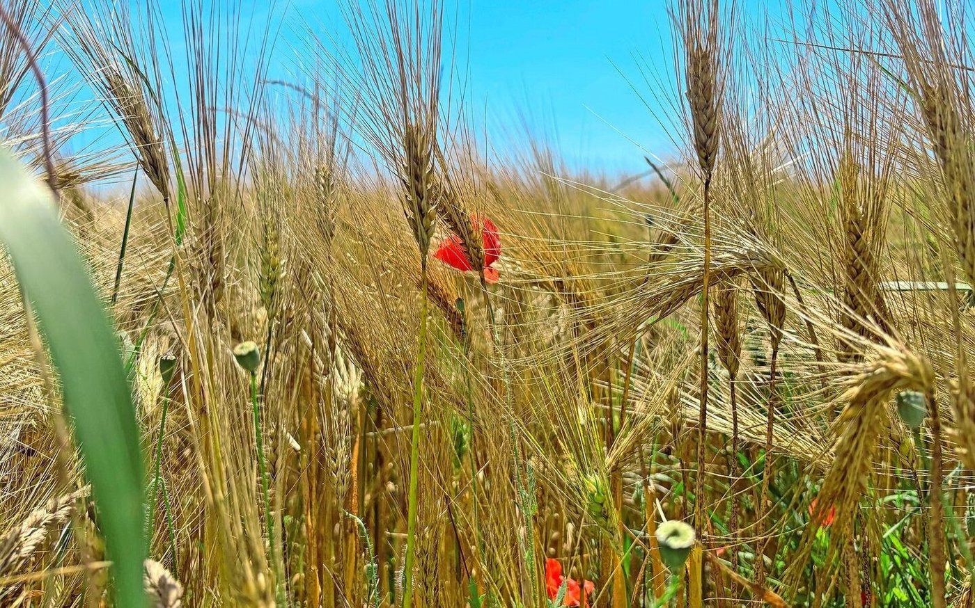 Es gab zwar während der Getreideblüte immer wieder Regen, aber die Bestände konnten dazwischen wieder abtrocknen.