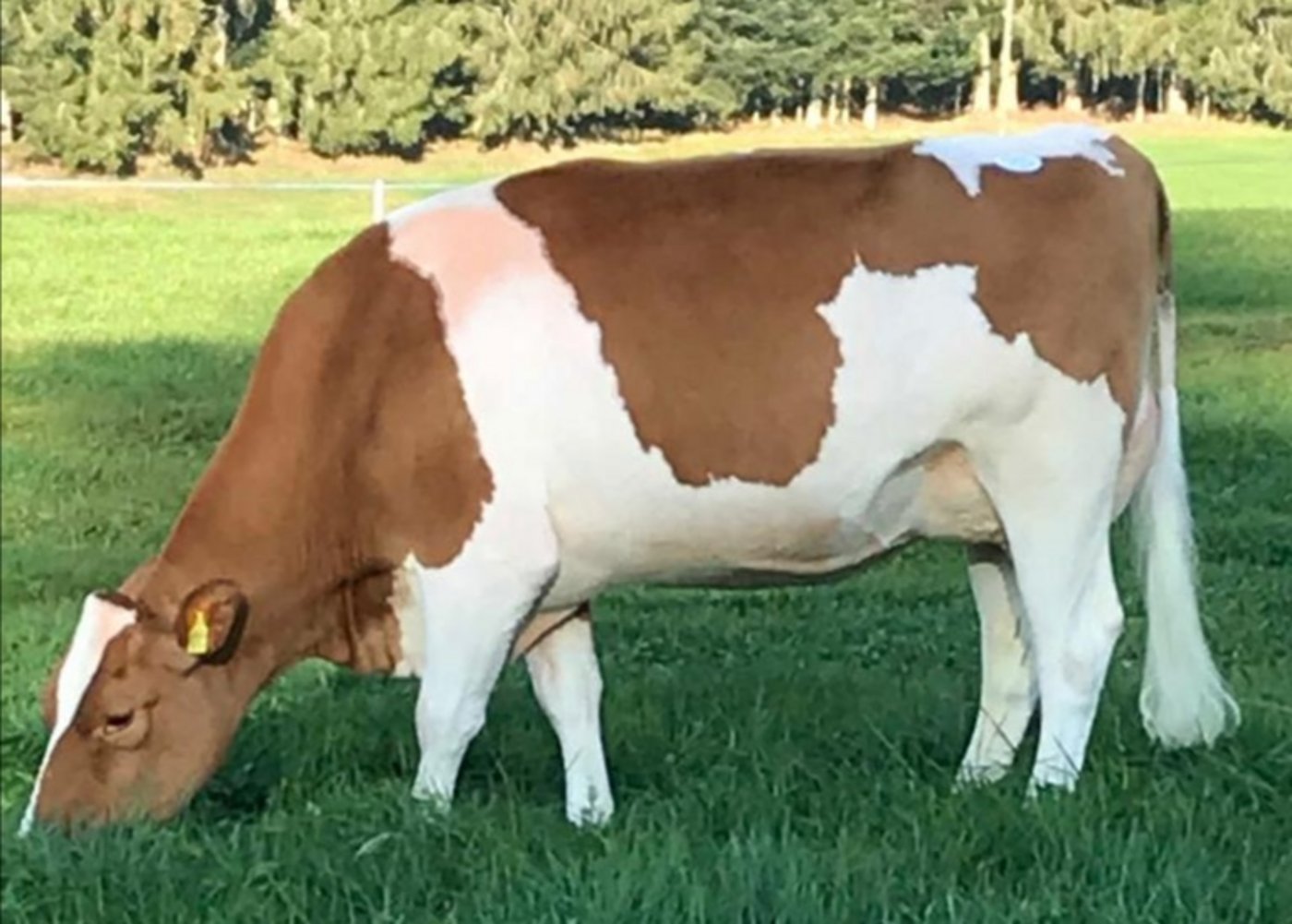 An der diesjährigen Kemmeriboden-Auktion sind wiederum hochkarätige Kühe im Angebot (Symbolbild Fritz Bürki)