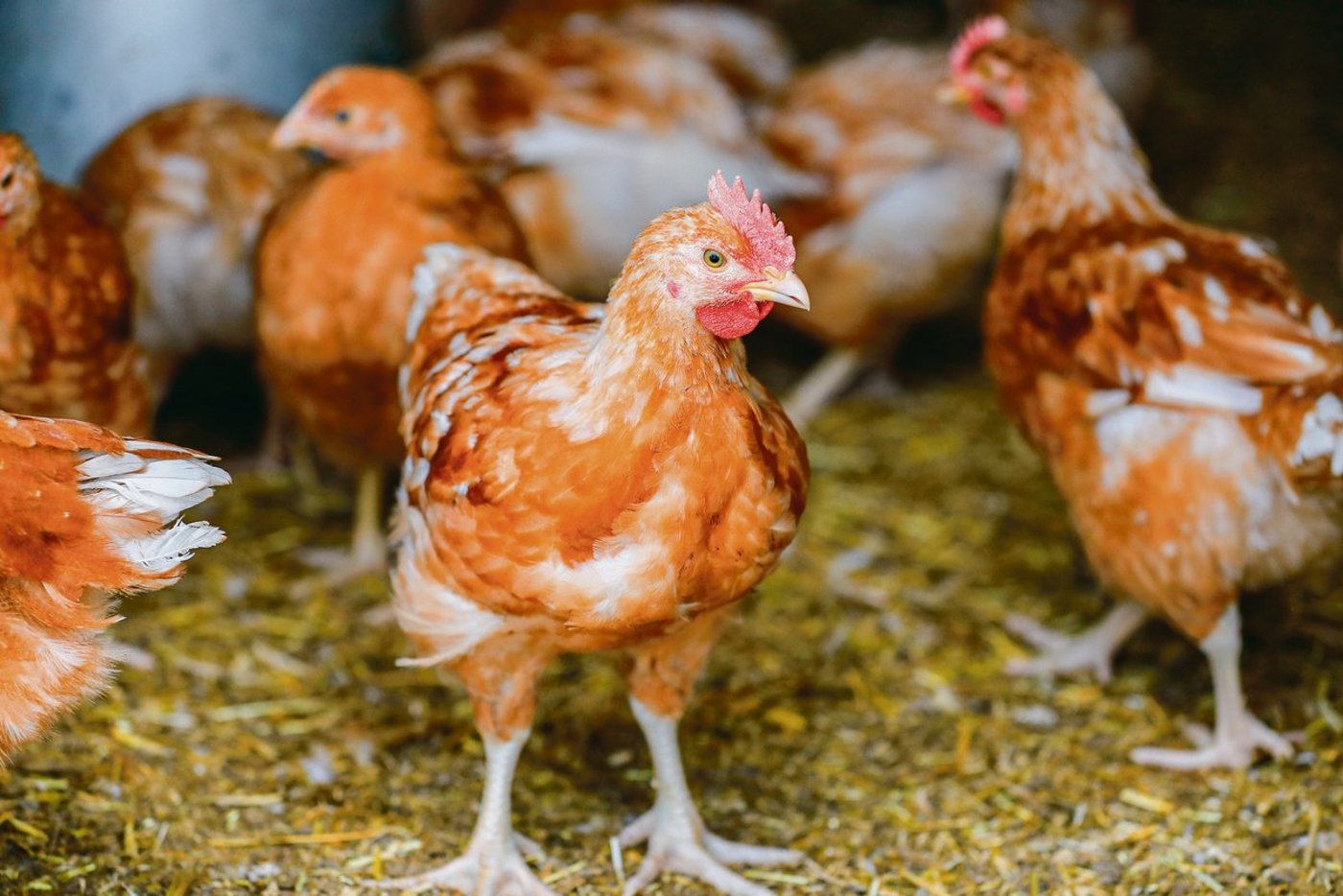 Auch Hühner in Hobbyhaltungen müssen registriert werden. Im Kanton Wallis gibt es dazu ein neues Online-System.(Bild Archiv BauZ)