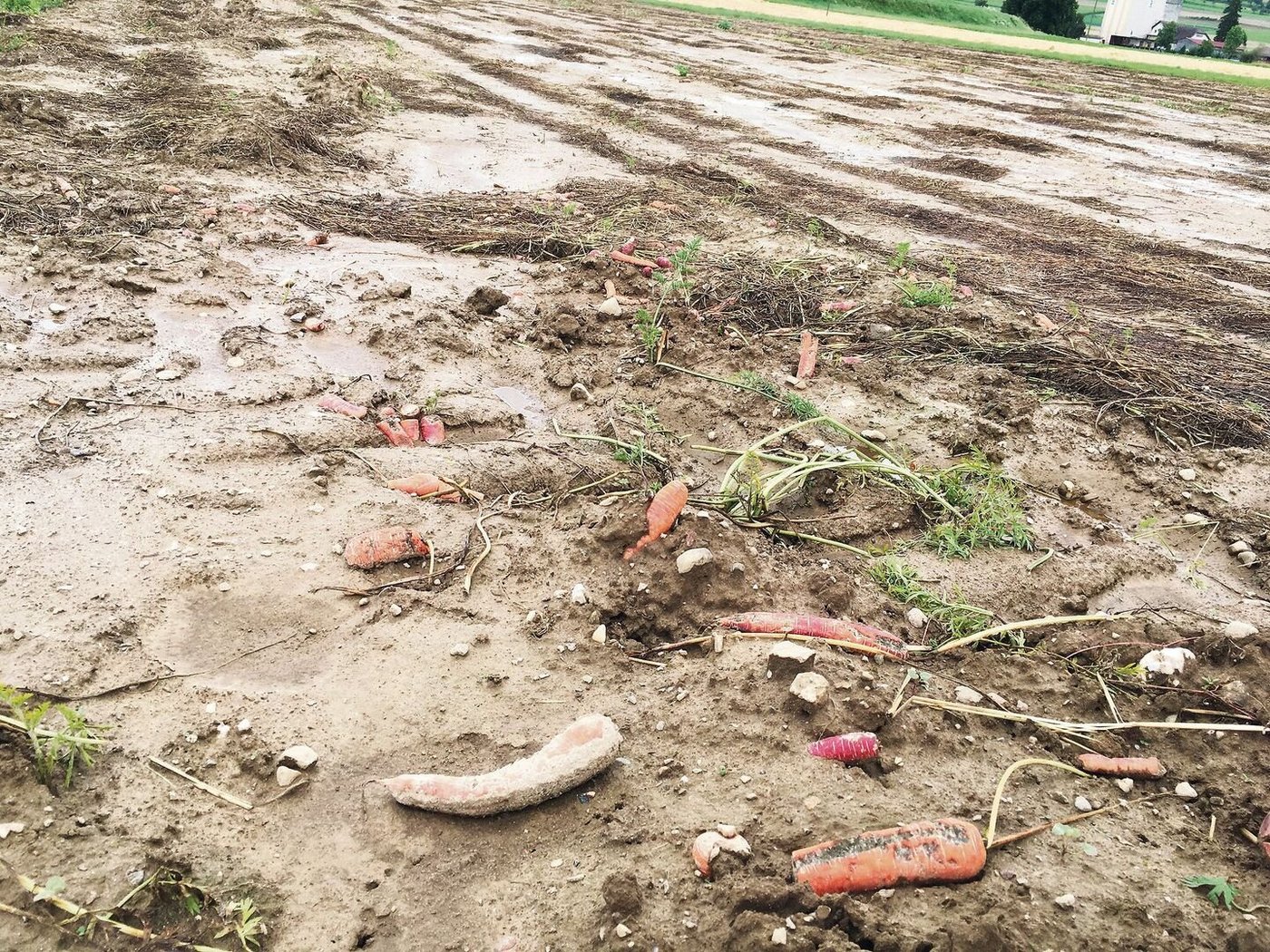 Der Klimawandel zeigte sich 2021 mit einem anderen Wetterextrem. Was uns an diesen Punkt gebracht hat, bedroht auch unsere Ernährungssicherheit: kurzfristiges Denken. 