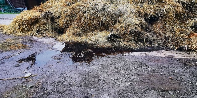 Vorher: Ein solches Bild wird künftig beanstandet. Güllesaft darf nicht neben das Mistlager auslaufen und gar im Boden oder der Kanalisation versickern können.