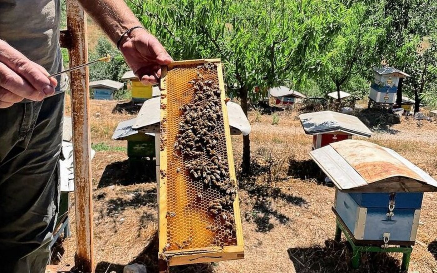 Lieber etwas Abstand halten: Die Reisenden konnten einem Imker über die Schulter schauen.