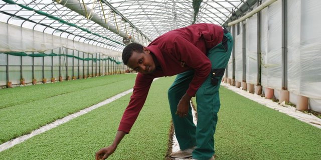 Ali Abdirisaq kümmert sich auf dem Betrieb in Füllinsdorf BL um die Kresse. Seit sechs Jahren ist der Somalier in der Schweiz. Sein Chef ... (Bilder Jeanne Woodtli)