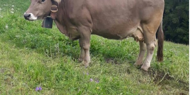 Die vermisste Kuh «Waldi» sollte Mitte Oktober ein Kalb zur Welt bringen. (Bild Screenshot 1815.ch)