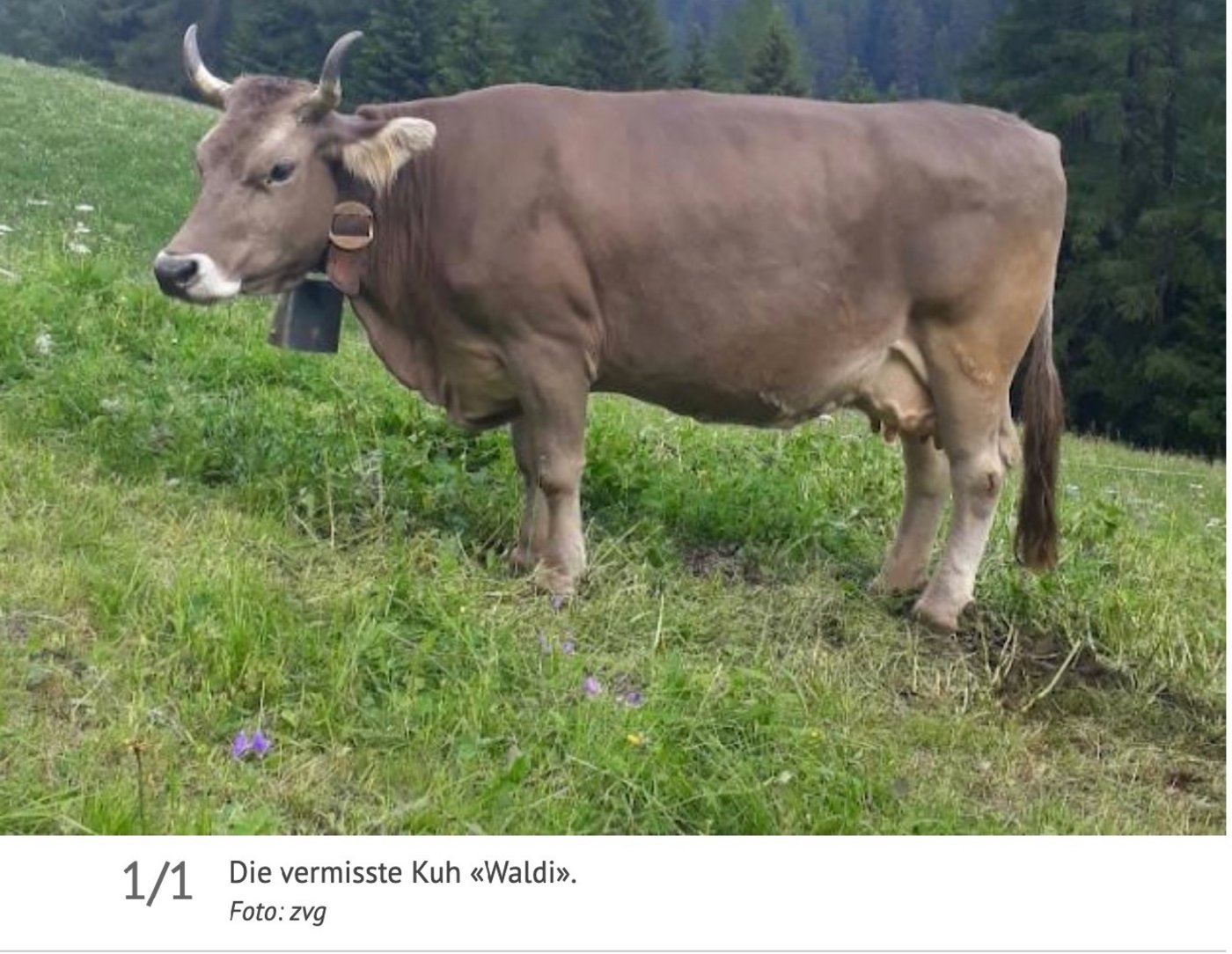 Die vermisste Kuh «Waldi» sollte Mitte Oktober ein Kalb zur Welt bringen. (Bild Screenshot 1815.ch)