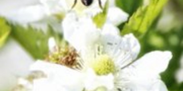 Auch Wildbienen bestäuben viele Nutzpflanzen (Bild lid)