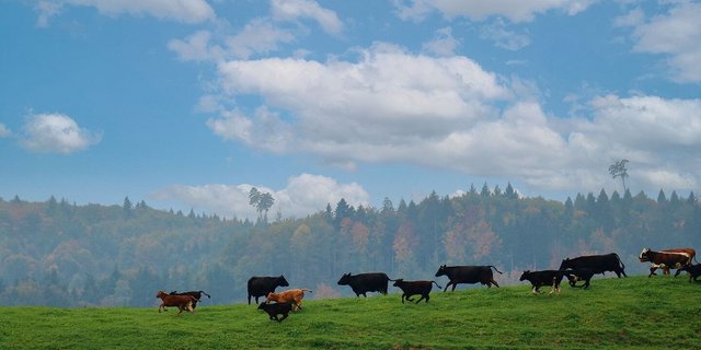 Ab auf die Weide: Bevor die Grassaison startet, sollten einige Arbeiten erledigt werden, die im Stall einfacher gehen. 
