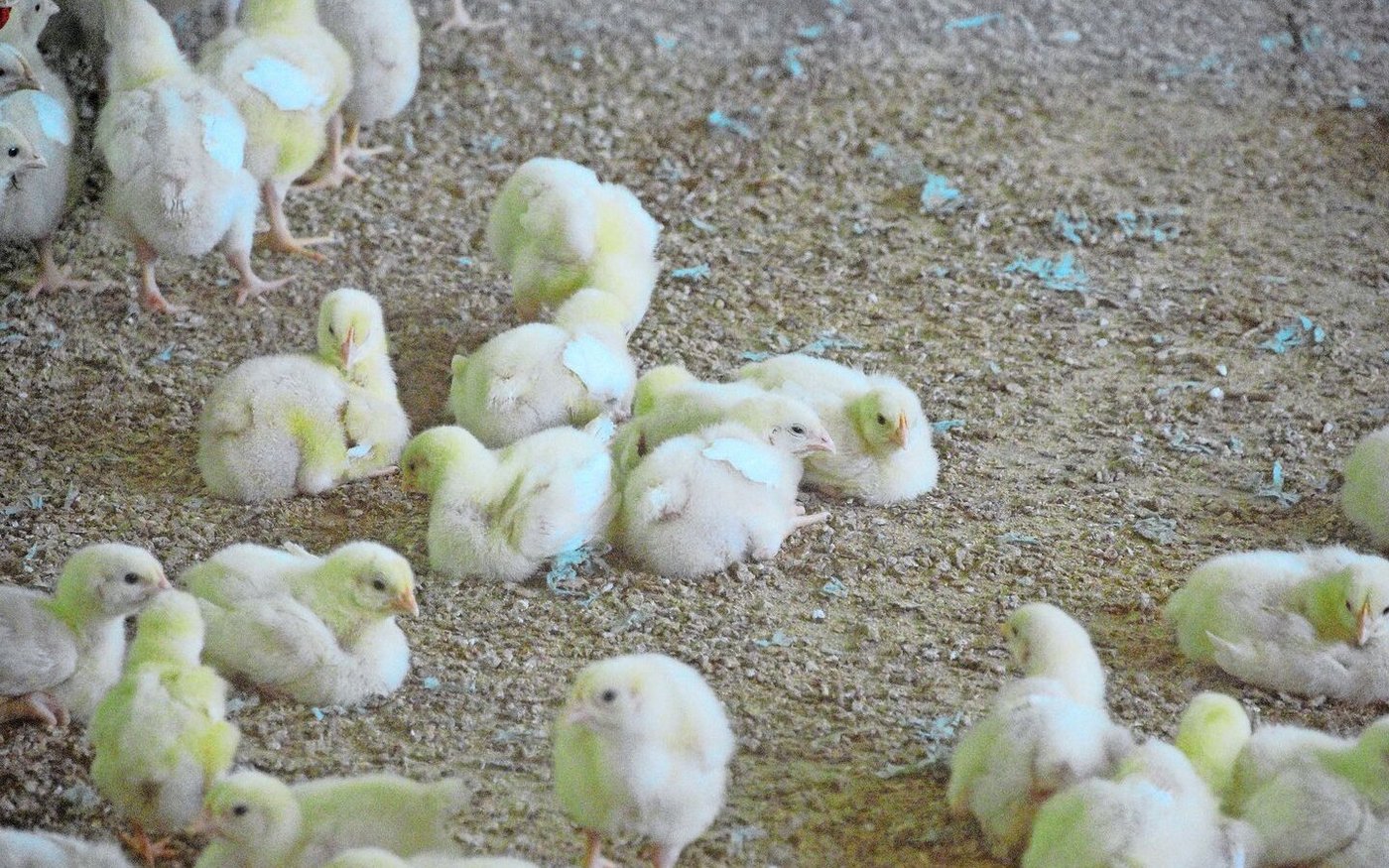 Mastpoulets sind das zweite Hauptstandbein des Aspihofs.