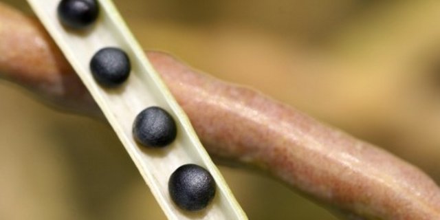 Vor allem für Deutschland und Frankreich - die beiden wichtigsten Rapserzeugerländer der Gemeinschaft - hatten die Fachleute zuvor mit einer grösseren Anbaufläche bei dieser Ölsaat gerechnet. (Bild agrar-press)