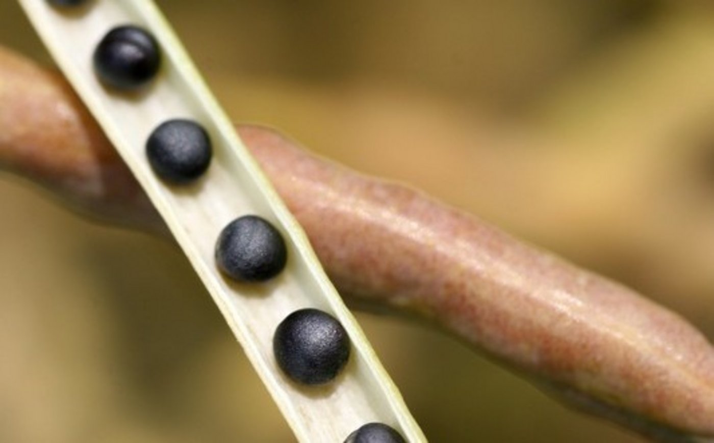 Vor allem für Deutschland und Frankreich - die beiden wichtigsten Rapserzeugerländer der Gemeinschaft - hatten die Fachleute zuvor mit einer grösseren Anbaufläche bei dieser Ölsaat gerechnet. (Bild agrar-press)