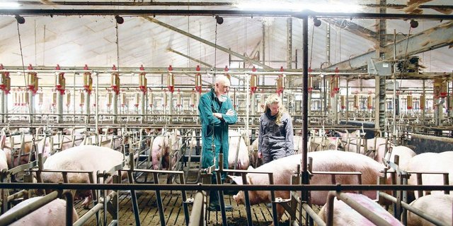 Schweinespezialist Rob van Schie in einem typischen holländischen Zuchtsauenstall mit Gruppenhaltung und Ständen.