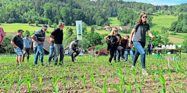 Begehung der Mais-Versuchsparzelle am Stähler-Tag in Bachs. Gezeigt wurden verschiedene Herbizidverfahren sowie ein stickstoff- und phosphorreicher Mikrogranulatdünger mit Zink und Huminsäuren.
