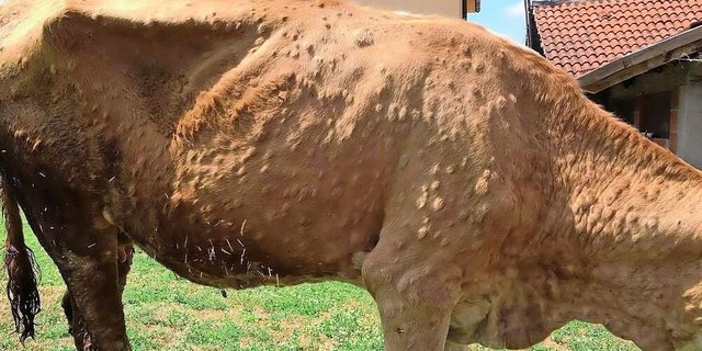Ein von LSD befallenes Rind aus dem Kosovo: In der Haut befallener Tiere bilden sich bis zu 5 cm grosse Knoten.  