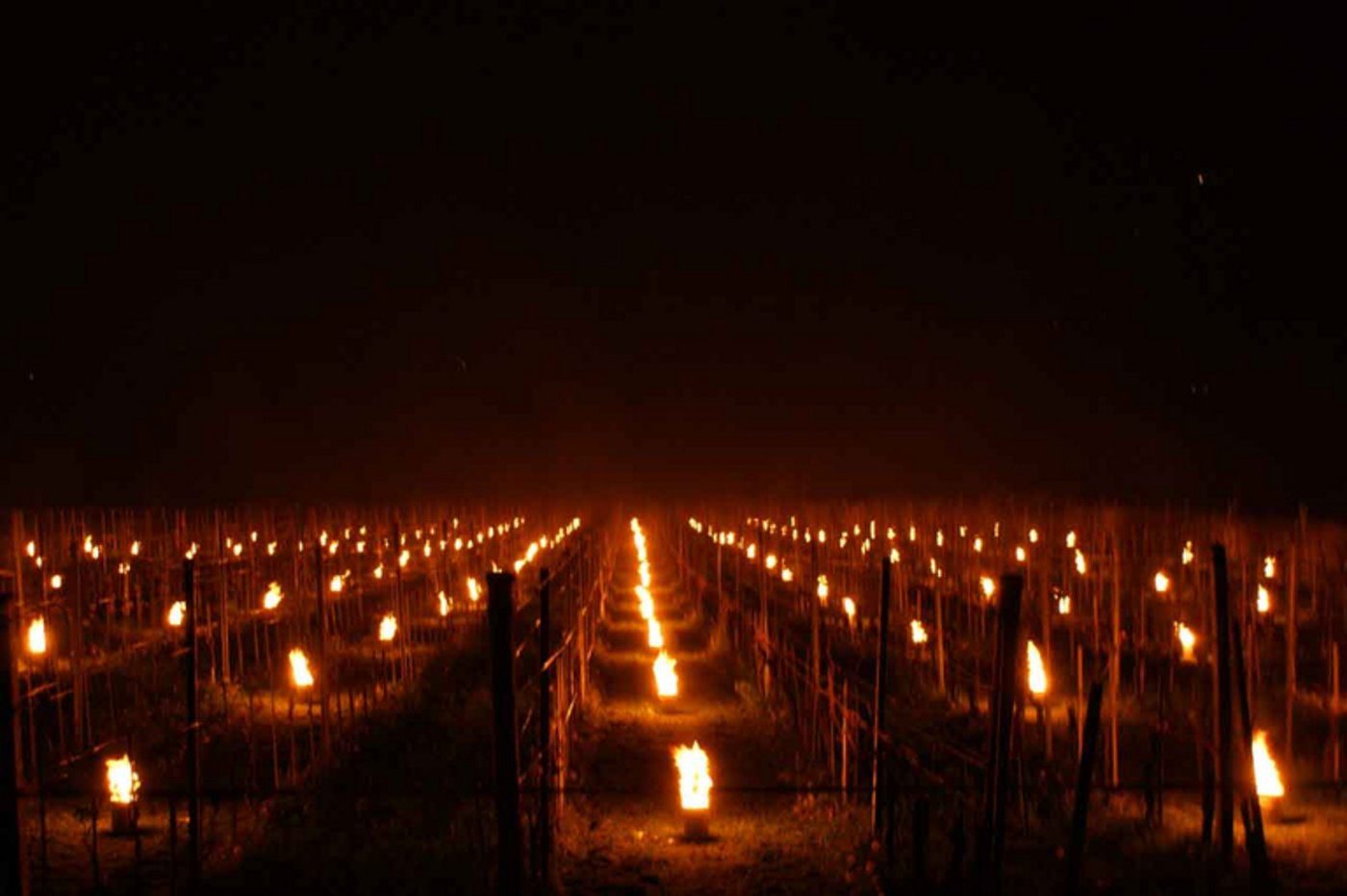 Frostkerzen in einem Rebberg. (Bild Hans Jüstrich)