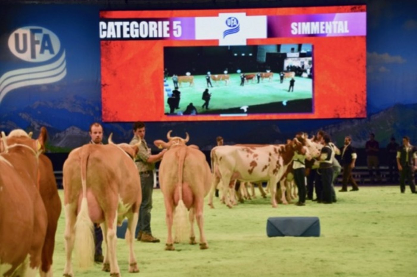 Geht die Viehzucht in Sachen Kuhgrösse in die falsche Richtung? (Bild BauZ)