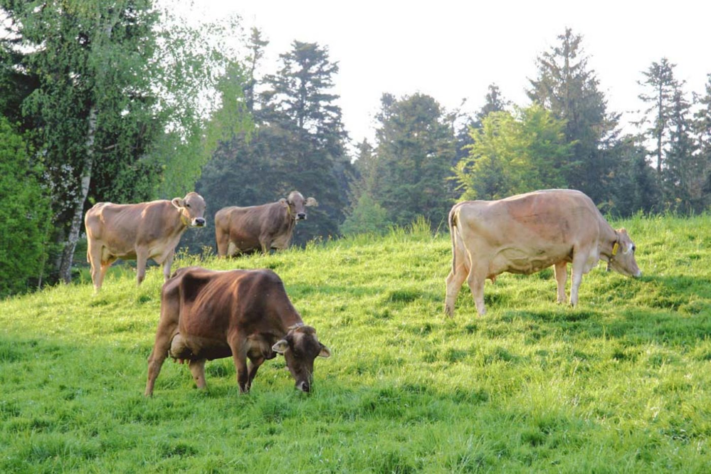 Zusammenarbeit verstärken mit neuem Namen Brown Swiss. (Bild zVg)