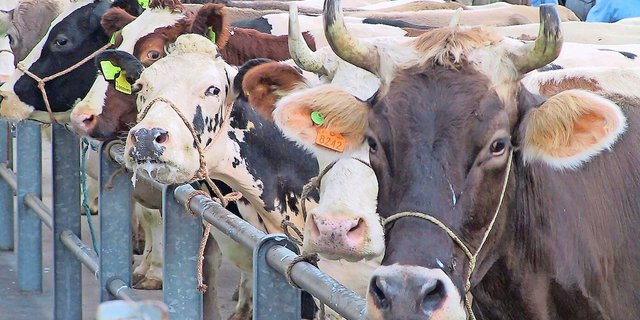 Die Viehwirtschaft ist ins Visier der Spar-Experten geraten.