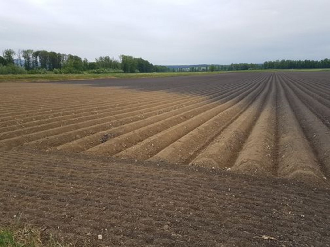 In Bodenproben aus dem gesamten Mittelland konnten keine Rückstände des Fungizids Chlorothalonil festgestellt werden. (Bild lid)