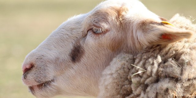 In der Schweiz tritt beispielsweise die Brucellose bei Schafen oder Ziegen nicht auf. (Bild Pixabay)