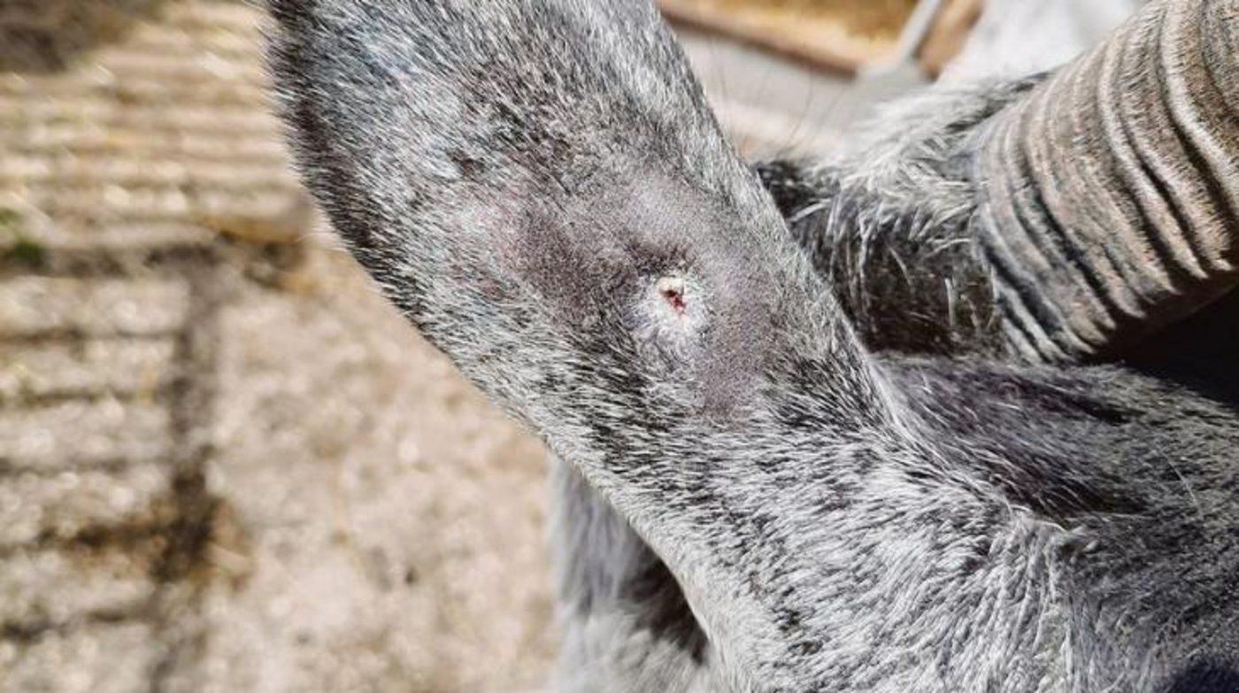 Die Wunde soll vollständig abheilen. (Bild Mathilde Poupon)
