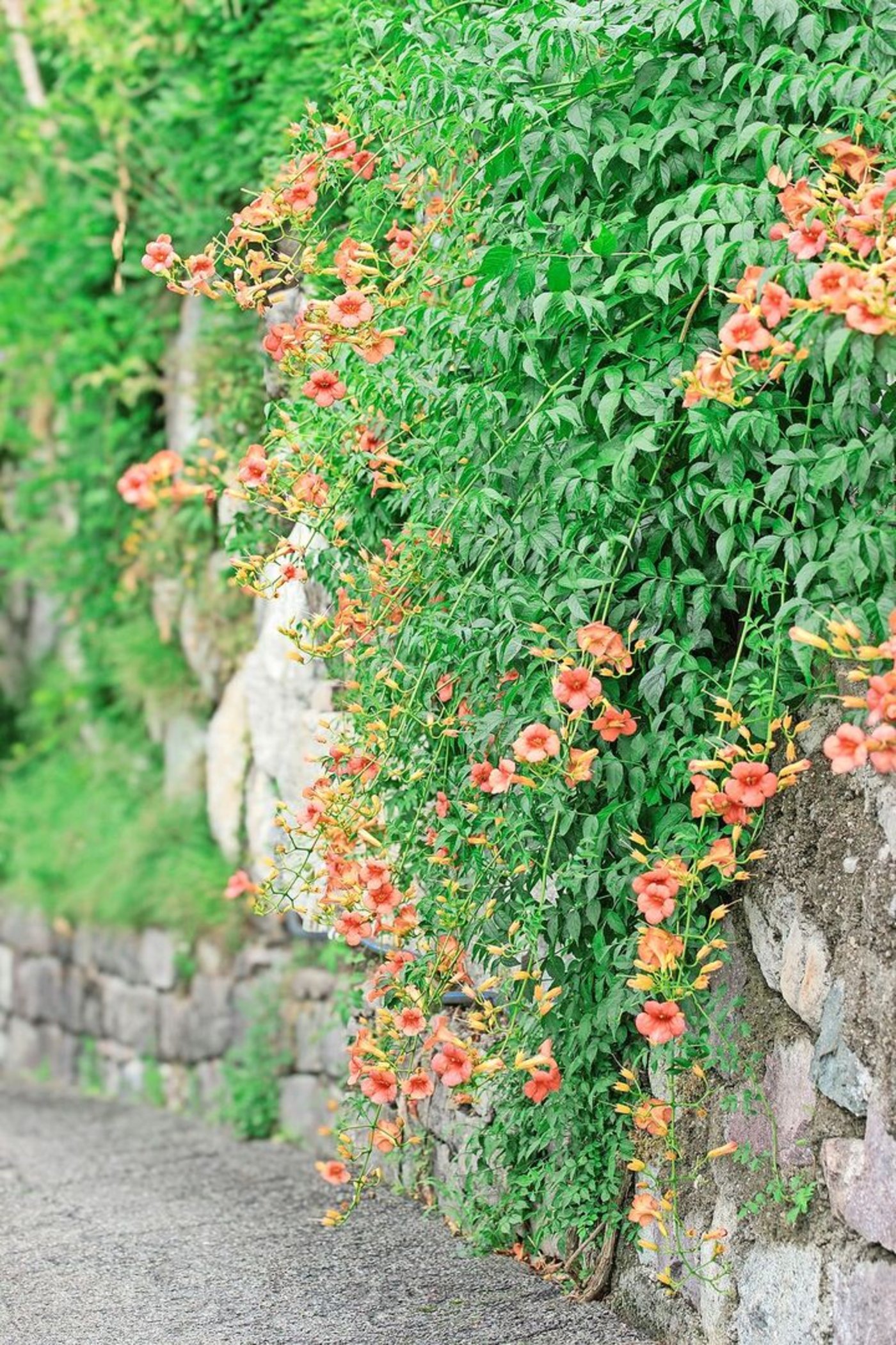 Die mehrjährige Trompetenblume ist wüchsig und blühfreudig. Sie kommt auch ohne Kletterhilfe aus.