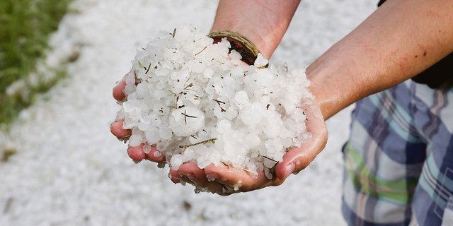 In weiten Teilen der Schweiz hat der Hagel diesen Sommer bereits grossen Schaden angerichtet. (Bild Adobe Stock)