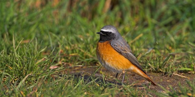 Der Gartenrotschwanz erreichte in der Waldbrandfläche bei Leuk die höchste Siedlungsdichte der Schweiz. Hier findet er viele Nistmöglichkeiten und offene Bodenstellen zur Nahrungssuche. (Foto Vogelwarte Sempach/Mathias Schäf)