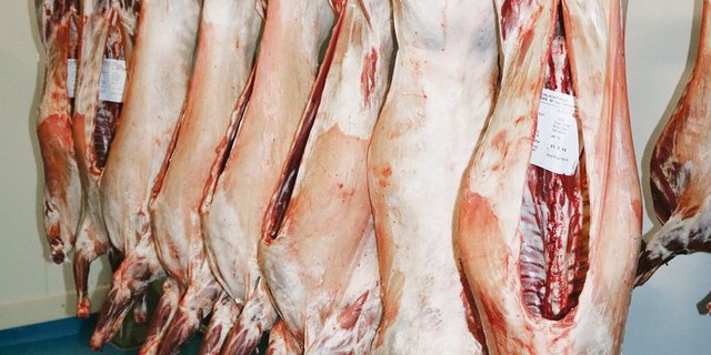 Wieder mehr Fleisch am Haken, das ist das Ziel der Walliser Schwarznasenzüchter. Ausserdem sollen die Produkte gewinnbringend und nachhaltig vermarktet werden.(Bilder Peter Bringold)