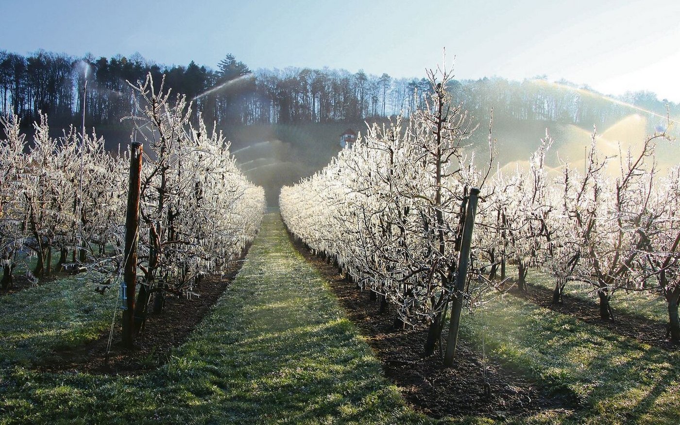 In Rudolfingen wurde eine grosse Birnenanlage mit der Frostbewässerung geschützt.
