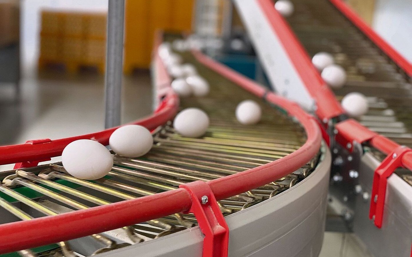 5,5 Millionen Eier rollen nach dem Stallneubau pro Jahr über die Förderbänder der Eiersortieranlage.