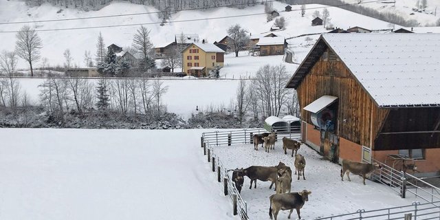 Ist ein Auslauf Teil eines Stallsystems, gilt er als permanent zugänglich.