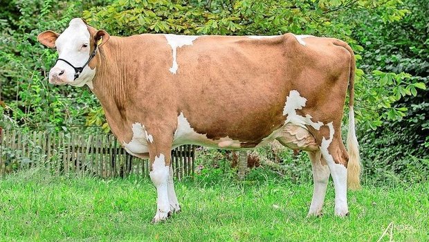 Xamanda ist die stärkste Kuh im Stall von Linders. Ihre guten Leistungen gibt sie an viele Nachkommen weiter. 