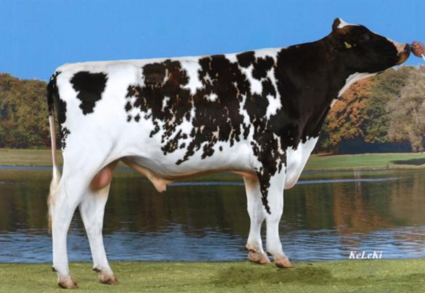 Das OK hält an der Durchführung des Zuchtstiermarkts in Thun fest. (Bild Keleki)