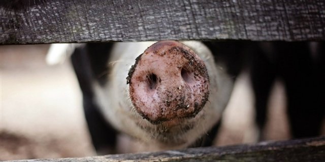 Mit dem schönen Frühlingswetter kommt langsam die Grillsaison - und damit dürfte der Schweineabsatz angekurbelt werden. (Bild Pixabay)