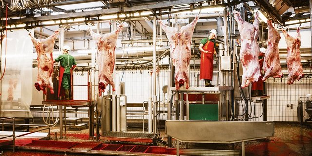 Die Schlachtkörper werden im Schlachthaus nach CH-Tax klassiert. Gegen den Entscheid kann Einsprache erhoben werden, sowohl vom Bauern, wie auch vom Käufer.(Bild Markus Bühler)