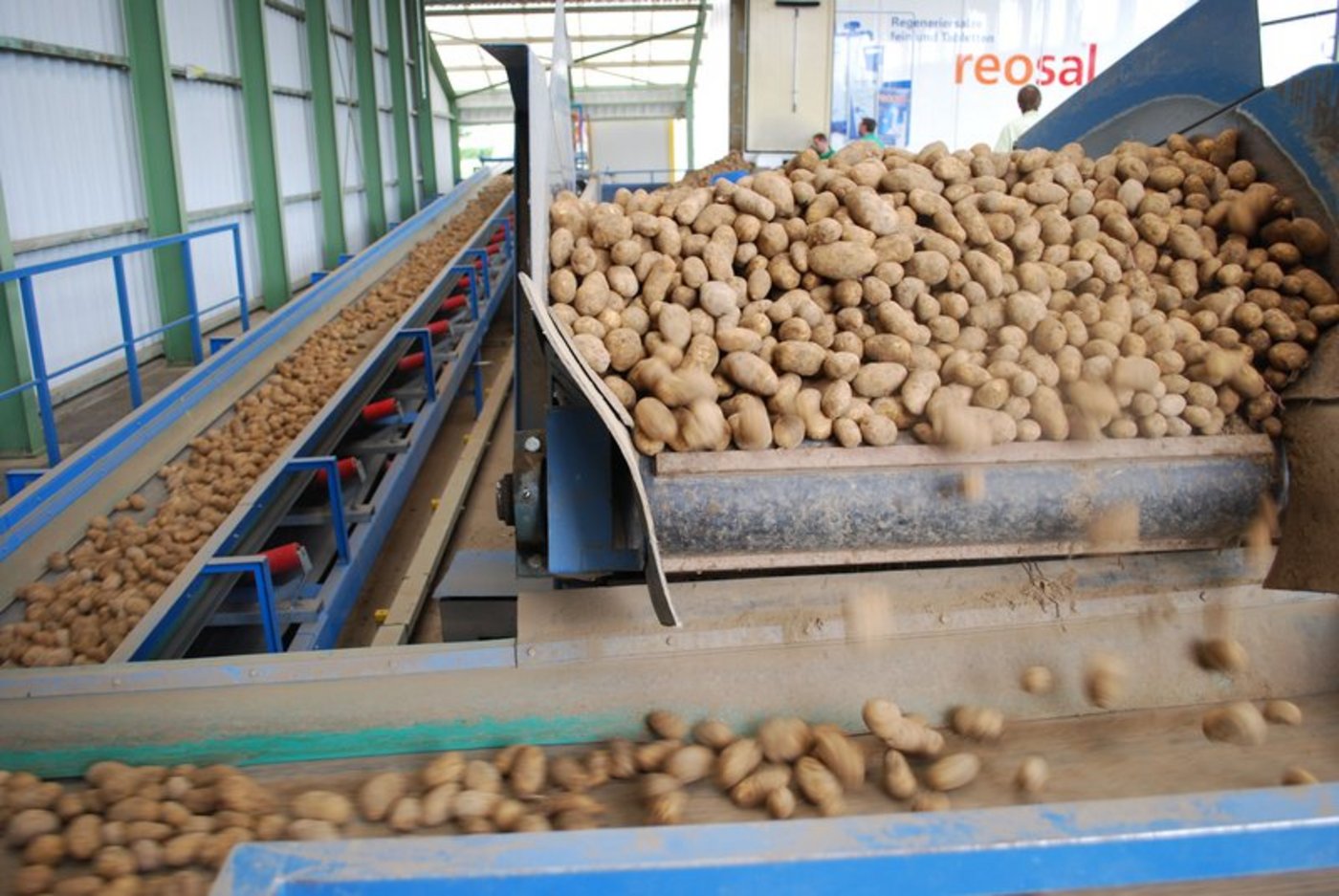 "Die aktuelle Marktlage ist aus Sicht der Produzenten gut, der Start der Vermarktung der alten Ernte 2018 ist gelungen", wie Ruedi Fischer von Swisspatat sagt. (Symbolbild Annik Steiner)