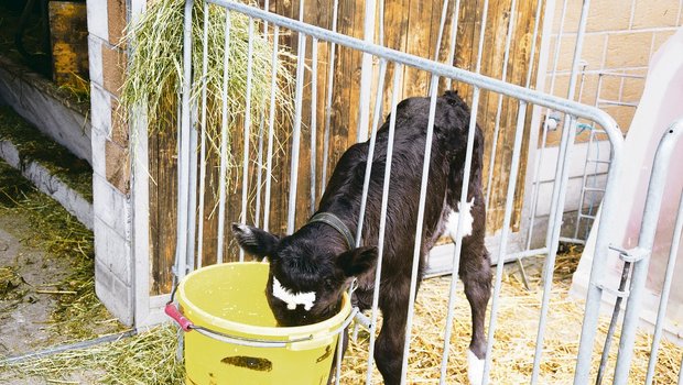 Kälber müssen ab dem ersten Lebenstag Zugang zu sauberem Wasser haben. (Bild pf)