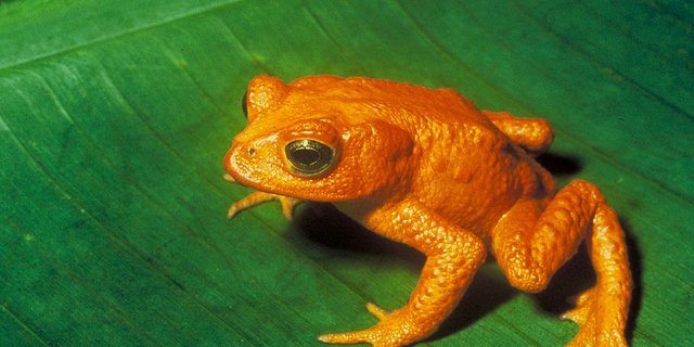 Die Goldkröte gilt heute bereits als ausgestorben. (Bild Charles H. Smith)