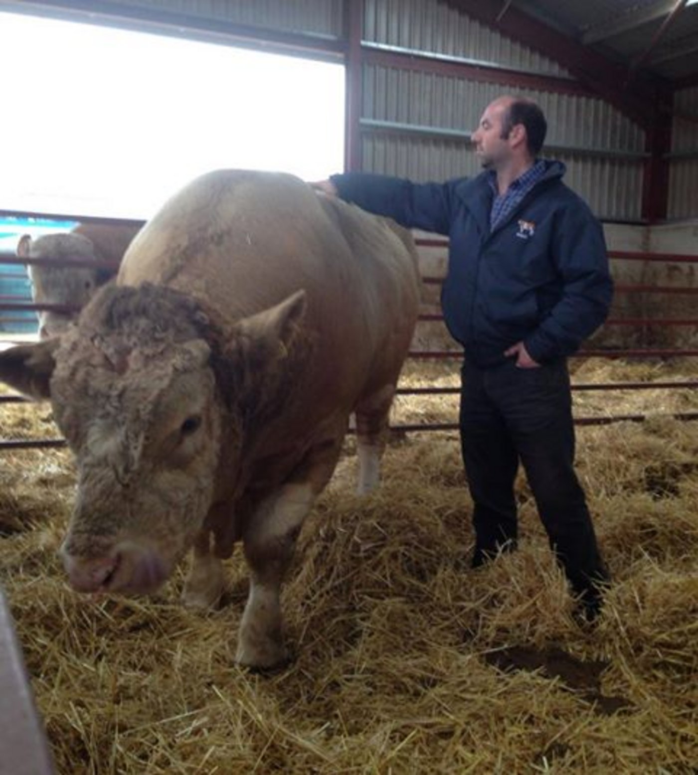 Eine Attraktion auf den Betriebstouren war Bel Dhu Capercaillie: Der Simmental-Stier wurde für die Rekordsumme von 47'250 Pfund gekauft. (Bild: Jeanne Woodtli)