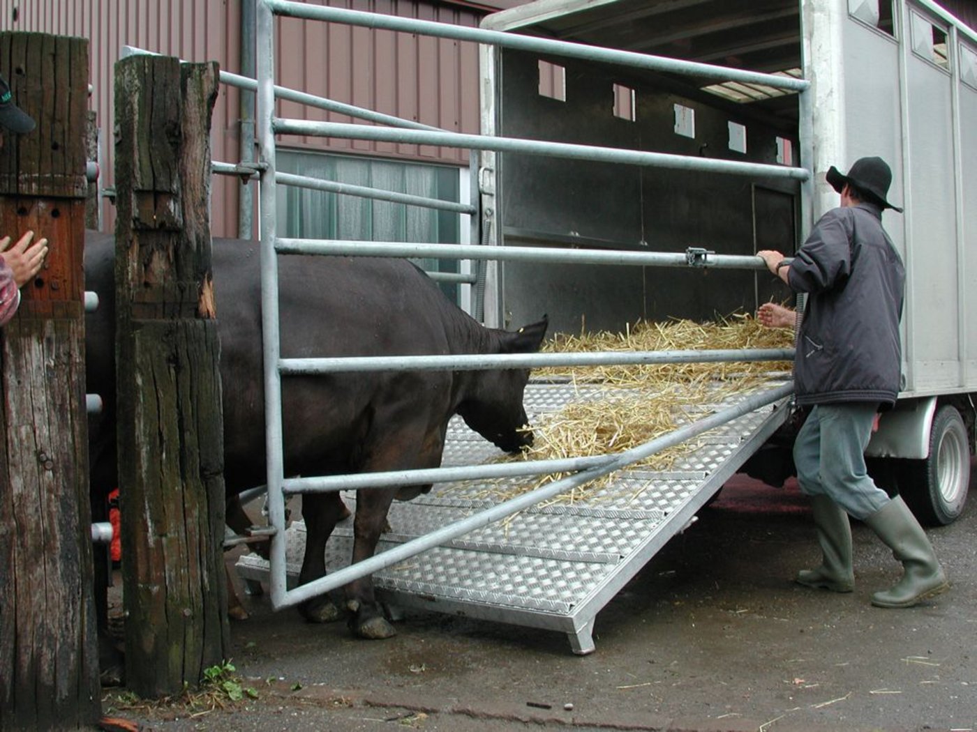 Dürfen trächtige Kühe in Zukunft in Deutschland nicht mehr verladen werden? (Bild BauZ)
