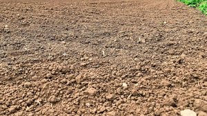 Die Bodenbearbeitung bringt organisches Material und Bodentiere an die Oberfläche. Das kann Krähen anlocken, weshalb zu ein paar Tagen Wartezeit bis zur Saat geraten wird.