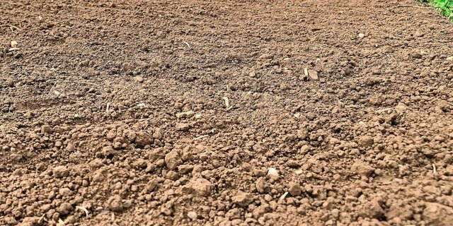 Die Bodenbearbeitung bringt organisches Material und Bodentiere an die Oberfläche. Das kann Krähen anlocken, weshalb zu ein paar Tagen Wartezeit bis zur Saat geraten wird.