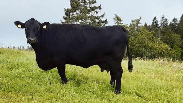 Simon Schneiders Miss Essence ist eine «easy handling cow» und sein besonderer Liebling. (Bild Simon Schneider)