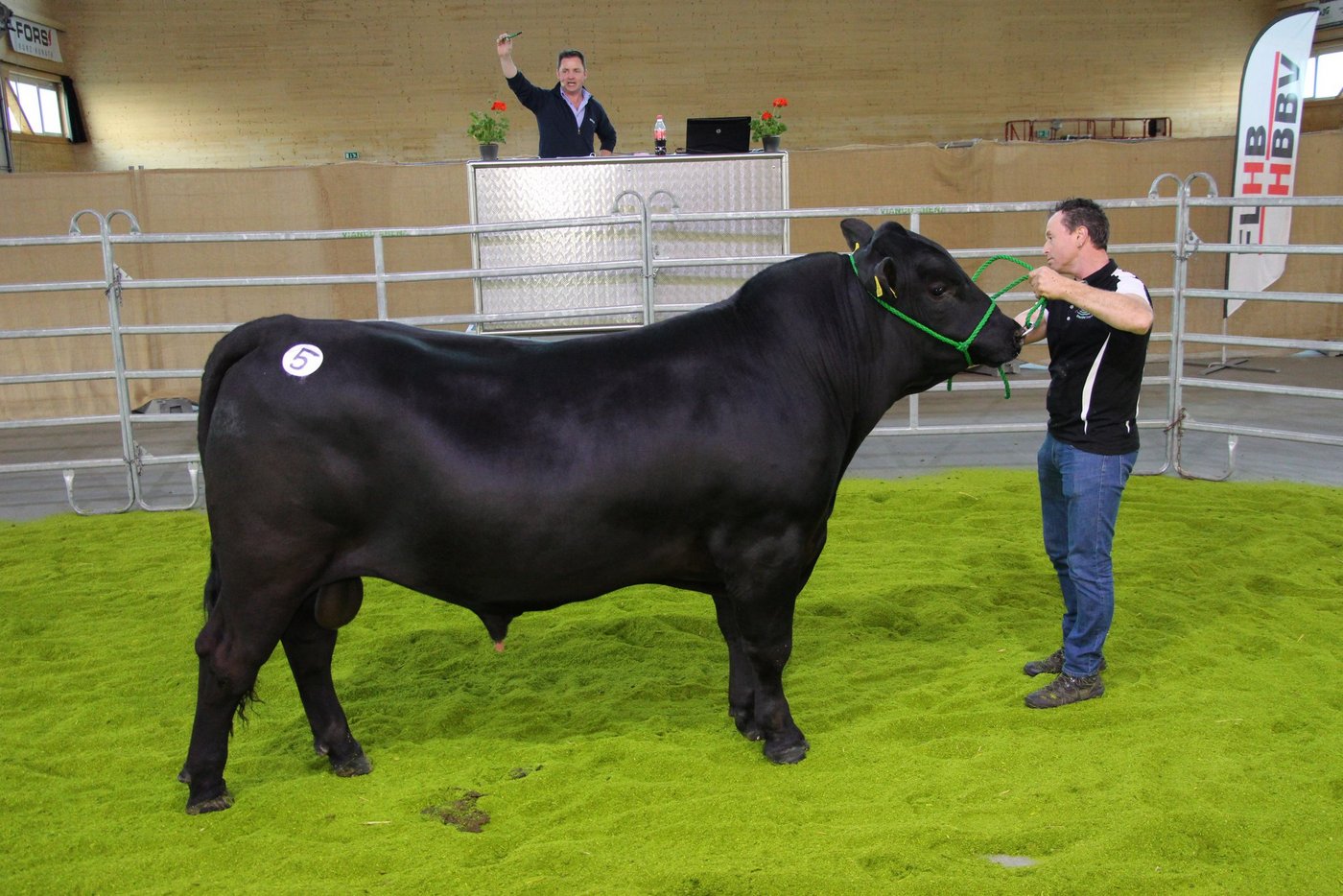 Der 19 Monate alte und 139 Zentimeter grosse Elite-Angusstier green valley Like a Rock vom Züchter Michel und Rahel Fäh aus Ballens VD galt 6100 Franken an der Auktion und war der teuerste Angusstier des Tages. (Bild rü)