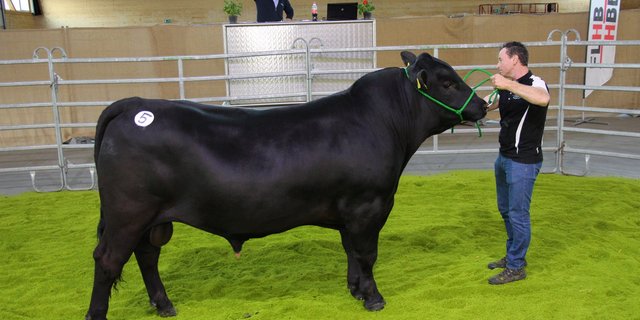 Der 19 Monate alte und 139 Zentimeter grosse Elite-Angusstier green valley Like a Rock vom Züchter Michel und Rahel Fäh aus Ballens VD galt 6100 Franken an der Auktion und war der teuerste Angusstier des Tages. (Bild rü)